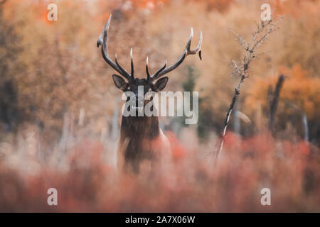 Bull wapitis (Cervus canadensis) à l'automne, Territoire du Yukon, Canada Banque D'Images