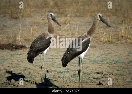 Deux jeunes Sadle-billed stork dans Parc de South Luangwa Mfuwe,, Zambie. Banque D'Images