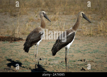 Deux jeunes Sadle-billed stork dans Parc de South Luangwa Mfuwe,, Zambie. Banque D'Images