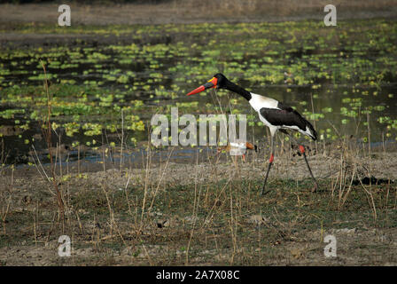 Sadle-billed stork dans Parc de South Luangwa Mfuwe,, Zambie. Banque D'Images