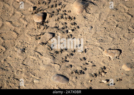 Ligne de fourmis dans le parc de South Luangwa Mfuwe,, Zambie. Banque D'Images