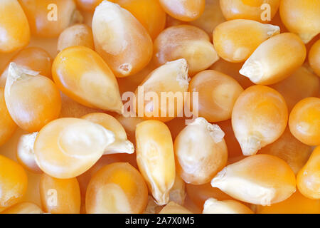 "Dépilés" jaune de grains de maïs à éclater, closeup détail photo Banque D'Images