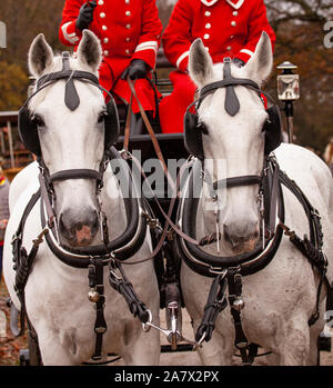 Deux chevaux blancs avec des oeillères devant un chariot Landau conduit par deux cochers en livrée rouge uniforme. Banque D'Images