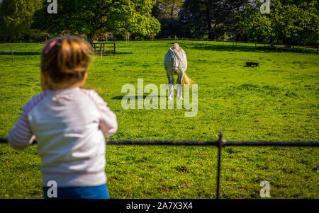 Les jeunes, caucasien fille blanche debout sur barrière et regarder des chevaux sur la ferme ou prairie, journée d'été, l'Irlande Banque D'Images