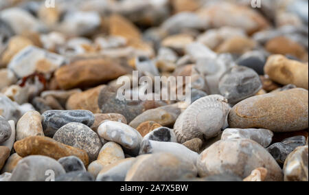 Enericor shell bivalves fossilisés entre les galets sur la plage à Bracklesham Bay près de East Wittering, West Sussex, UK. Banque D'Images
