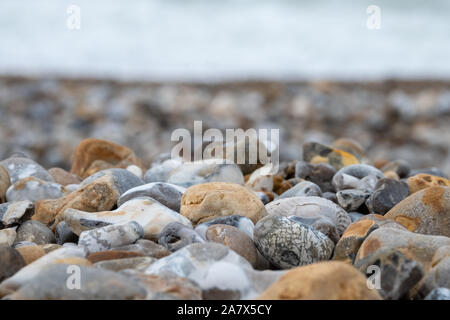 Enericor shell bivalves fossilisés entre les galets sur la plage à Bracklesham Bay près de East Wittering, West Sussex, UK. Banque D'Images