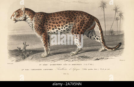 Léopard, Panthera pardus. Gravure coloriée par Fournier après une illustration par Edouard Travies de Charles d'Orbigny, Dictionnaire Universel d'Histoire Naturelle (Dictionnaire d'Histoire Naturelle), Paris, 1849. Banque D'Images