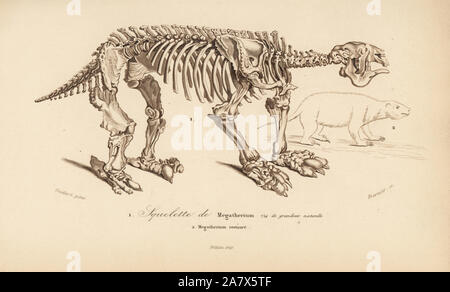 Squelette d'un megatherium, éteint paresseux marcheur géant, et la reconstruction de l'animal. Gravure par Fournier après une illustration par Oudart de Charles d'Orbigny, Dictionnaire Universel d'Histoire Naturelle (Dictionnaire d'Histoire Naturelle), Paris, 1849. Banque D'Images