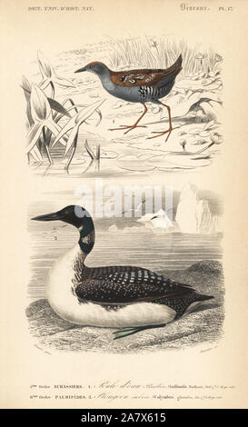 Baillon's crake, Porzana pusilla, et great northern plongeon huard, Gavia immer. Gravure coloriée par Fournier après une illustration par Edouard Travies de Charles d'Orbigny, Dictionnaire Universel d'Histoire Naturelle (Dictionnaire d'Histoire Naturelle), Paris, 1849. Banque D'Images