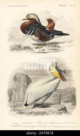 Canard Mandarin Aix galericulata, et Pélican frisé Pelecanus crispus, (vulnérable). Gravure coloriée par Fournier après une illustration par Edouard Travies de Charles d'Orbigny, Dictionnaire Universel d'Histoire Naturelle (Dictionnaire d'Histoire Naturelle), Paris, 1849. Banque D'Images