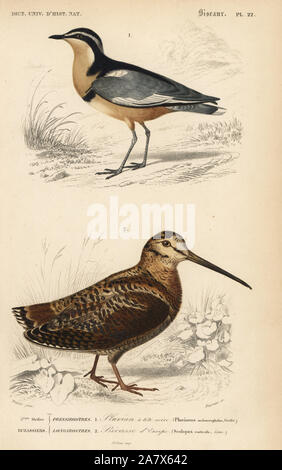 Pluvier siffleur, Pluvianus aegyptius égyptienne, et, Bécasse des bois Scolopax rusticola. Gravure coloriée par Fournier après une illustration par Edouard Travies de Charles d'Orbigny, Dictionnaire Universel d'Histoire Naturelle (Dictionnaire d'Histoire Naturelle), Paris, 1849. Banque D'Images