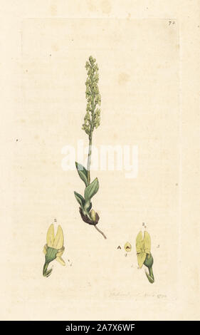 Bog orchid, Hammarbya paludosa (Marsh tway, Malaxis paludosa à lame). La gravure sur cuivre coloriée après une illustration par James Sowerby de James Smith's English Botany, Londres, 1792. Banque D'Images
