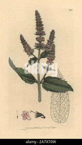 L'menthe, Mentha longifolia (Mentha sylvestris). Coloriée à la gravure sur cuivre d'après un dessin de James Sowerby pour James Smith's English botanique, 1800. Banque D'Images