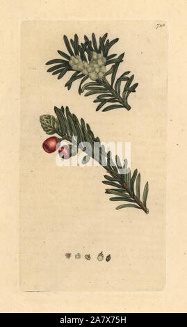 Arbre d'If, Taxus baccata. Coloriée à la gravure sur cuivre d'après un dessin de James Sowerby pour James Smith's English botanique, 1800. Banque D'Images