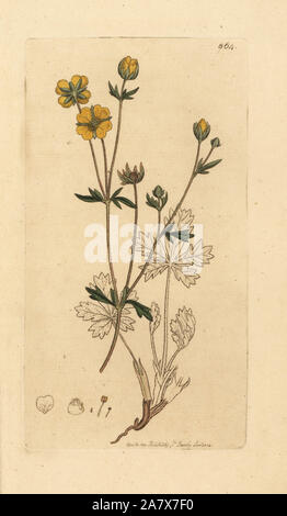 Tormentille Potentilla reptans, arrière (Tormentilla reptans). Coloriée à la gravure sur cuivre d'après un dessin de James Sowerby pour James Smith's English botanique, 1801. Banque D'Images