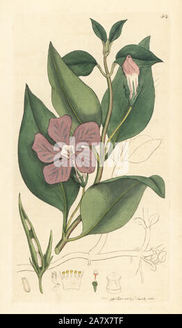Une plus grande pervenche, Vinca major. Coloriée à la gravure sur cuivre d'après un dessin de James Sowerby pour James Smith's English botanique, 1797. Banque D'Images