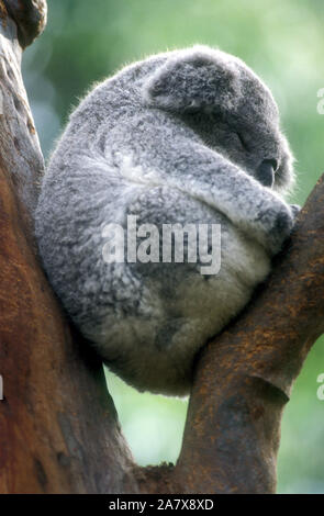 Un Koala (Phascolarctos cinereus) ENDORMI DANS LA FOURCHE D'UN ARBRE. Banque D'Images