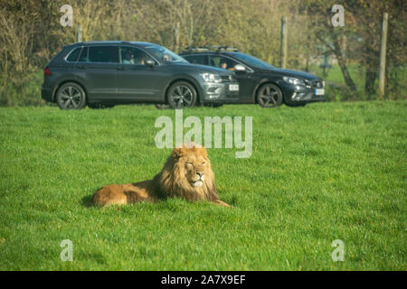 Longleat Safari Park dans le Wiltshire, UK Banque D'Images