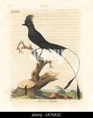 Plus de racket-tailed drongo, Dicrurus paradiseus (Malabar migratrice, Lanius malabaricus). Dessiné et gravé sur cuivre coloriée par John Latham à partir de sa propre une Histoire générale des oiseaux, Winchester, en 1822. Banque D'Images