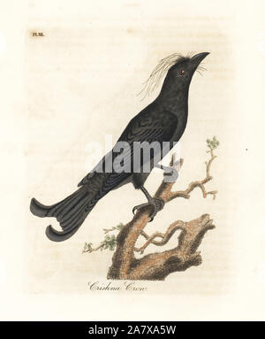 Sèche-drongo malgache, Dicrurus hottentottus (Crishna crow ou Krishna rai). Dessiné et gravé sur cuivre coloriée par John Latham à partir de sa propre une Histoire générale des oiseaux, Winchester, en 1822. Banque D'Images