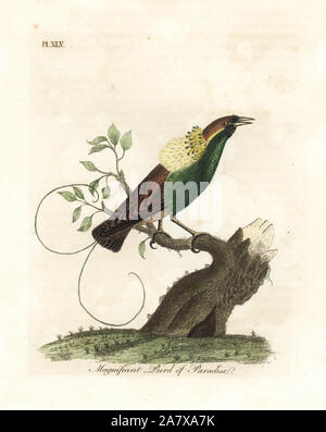 Magnifique Oiseau-de-paradis, Diphyllodes magnificus (Paradisea magnifica). Dessiné et gravé sur cuivre coloriée par John Latham à partir de sa propre une Histoire générale des oiseaux, Winchester, en 1822. Banque D'Images