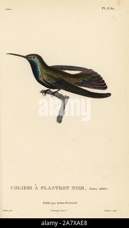 Black-throated mango, Anthracothorax nigricollis Trochilus (mangue). Les juvéniles. Gravure coloriée par Coutant après une illustration par Jean-Gabriel pretre de René Primevère Lesson's Histoire naturelle de l'espèce de Colibri Colibris, Histoire naturelle des colibris, Arthus Bertrand, Paris, 1830. Banque D'Images