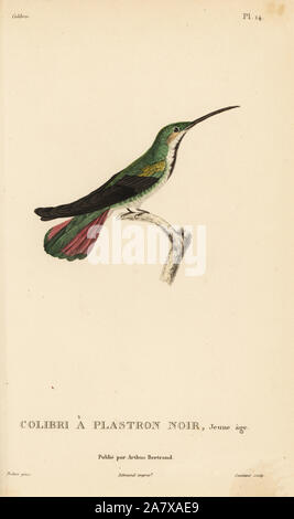 Black-throated mango, Anthracothorax nigricollis Trochilus (mangue). Les juvéniles. Gravure coloriée par Coutant après une illustration par Jean-Gabriel pretre de René Primevère Lesson's Histoire naturelle de l'espèce de Colibri Colibris, Histoire naturelle des colibris, Arthus Bertrand, Paris, 1830. Banque D'Images