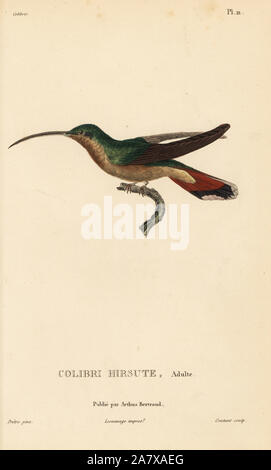 Bruant à poitrine ermite, Glaucis hirsutus (Trochilus hirsutus). Mâle adulte. Gravure coloriée par Coutant après une illustration par Jean-Gabriel pretre de René Primevère Lesson's Histoire naturelle de l'espèce de Colibri Colibris, Histoire naturelle des colibris, Arthus Bertrand, Paris, 1830. Banque D'Images