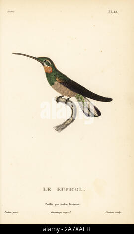 Pale-tailed barbthroat, Threnetes leucurus (Trochilus leucurus). Gravure coloriée par Coutant après une illustration par Jean-Gabriel pretre de René Primevère Lesson's Histoire naturelle de l'espèce de Colibri Colibris, Histoire naturelle des colibris, Arthus Bertrand, Paris, 1830. Banque D'Images