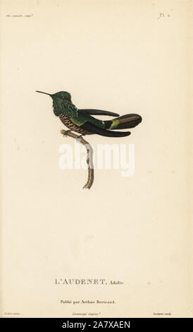 Lophornis chalybeus festive coquette, (Ornismya audenetii). Gravure coloriée par Coutant après une illustration par Jean-Gabriel pretre de René Primevère Lesson's Histoire naturelle de l'espèce de Colibri Colibris, Histoire naturelle des colibris, Arthus Bertrand, Paris, 1830. Banque D'Images