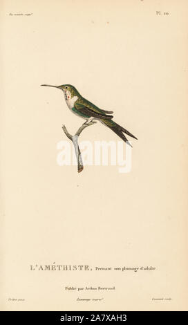 Woodstar Calliphlox amethystina, améthyste (Ornismya amethistina). Presque adulte. Gravure coloriée par Coutant après une illustration par Jean-Gabriel pretre de René Primevère Lesson's Histoire naturelle de l'espèce de Colibri Colibris, Histoire naturelle des colibris, Arthus Bertrand, Paris, 1830. Banque D'Images