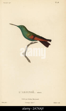 Amazilia beryllina Berylline hummingbird, (Ornismya arsinoe). Mâle adulte. Gravure coloriée par Coutant après une illustration par Jean-Gabriel pretre de René Primevère Lesson's Histoire naturelle de l'espèce de Colibri Colibris, Histoire naturelle des colibris, Arthus Bertrand, Paris, 1830. Banque D'Images