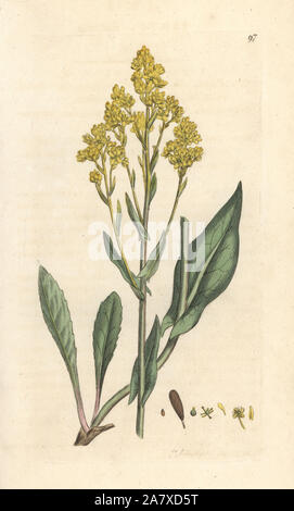 Guède, Isatis tinctoria. La gravure sur cuivre coloriée après une illustration par James Sowerby de James Smith's English Botany, Londres, 1793. Banque D'Images