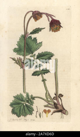 Benoîte Geum rivale, de l'eau. La gravure sur cuivre coloriée après une illustration par James Sowerby de James Smith's English Botany, Londres, 1793. Banque D'Images