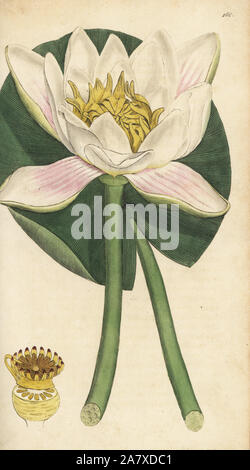 Nénuphar blanc, Nymphaea alba. La gravure sur cuivre coloriée par James Sowerby de James Smith's English Botany, Londres, 1794. Banque D'Images