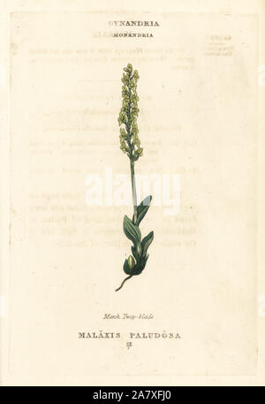 Bog orchid, Hammarbya paludosa (Marsh tway, Malaxis paludosa à lame). La gravure sur cuivre coloriée après une illustration par Richard Duppa de son les classes et les ordres du système linnéen de botanique, Longman, Hurst, Londres, 1816. Banque D'Images