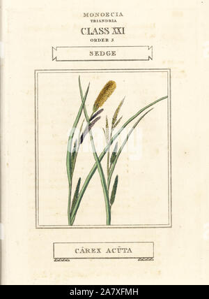 Carex des sables (Carex acuta. La gravure sur cuivre coloriée après une illustration par Richard Duppa de son les classes et les ordres du système linnéen de botanique, Longman, Hurst, Londres, 1816. Banque D'Images