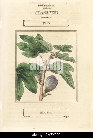 Fig, Ficus carica. La gravure sur cuivre coloriée après une illustration par Richard Duppa de son les classes et les ordres du système linnéen de botanique, Longman, Hurst, Londres, 1816. Banque D'Images