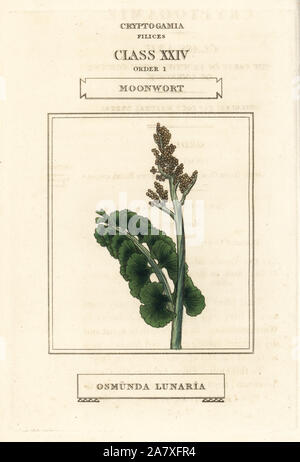 Moonwort, Botrychium lunaria (Osmunda lunaria). La gravure sur cuivre coloriée après une illustration par Richard Duppa de son les classes et les ordres du système linnéen de botanique, Longman, Hurst, Londres, 1816. Banque D'Images