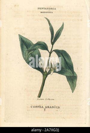 Le café, Coffea arabica. La gravure sur cuivre coloriée après une illustration par Richard Duppa de son les classes et les ordres du système linnéen de botanique, Longman, Hurst, Londres, 1816. Banque D'Images