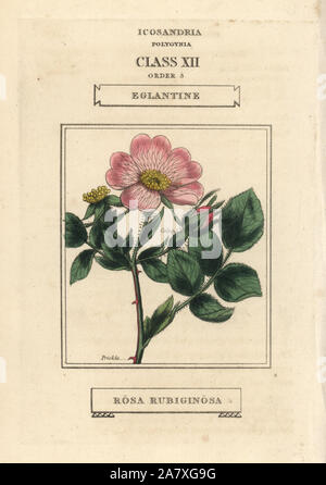 Eglantine ou Sweet Briar Rose, Rosa rubiginosa. La gravure sur cuivre coloriée après une illustration par Richard Duppa de son les classes et les ordres du système linnéen de botanique, Longman, Hurst, Londres, 1816. Banque D'Images