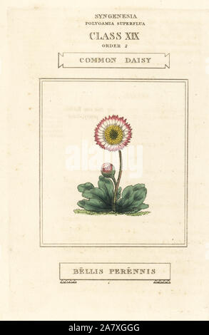 Daisy commun, Bellis perennis. La gravure sur cuivre coloriée après une illustration par Richard Duppa de son les classes et les ordres du système linnéen de botanique, Longman, Hurst, Londres, 1816. Banque D'Images