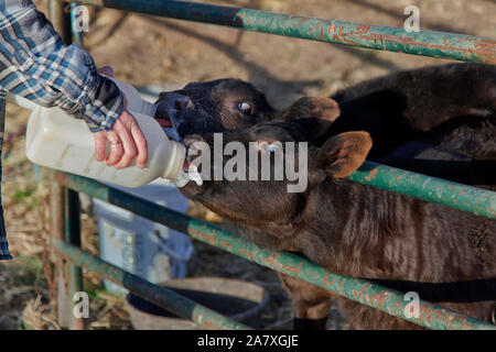 Tenue à la main, 'biberon', deux jeunes veaux orphelins Black Angus X contenus dans un enclos, un ranch de bétail. Banque D'Images