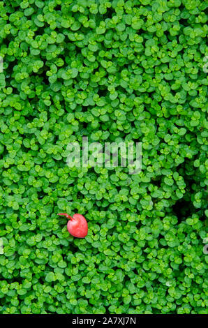En forme de coeur rouge Begonia fleur sur une surface vert frais de baby's tears Banque D'Images