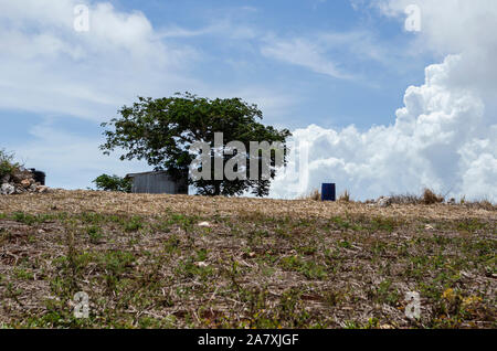 Dans l'herbe jardin couvert en Jamaïque Banque D'Images