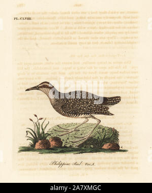 Buff-banded rail, Gallirallus philippensis (Philippine, Rail Rallus philippensis). Dessiné et gravé sur cuivre coloriée par John Latham à partir de sa propre une Histoire générale des oiseaux, Winchester, en 1824. Banque D'Images