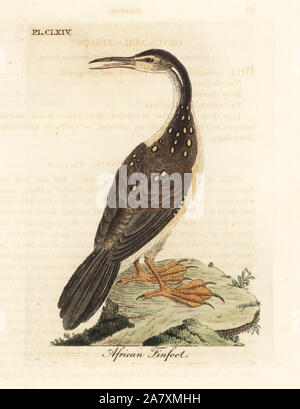 African finfoot Podica senegalensis,. Dessiné et gravé sur cuivre coloriée par John Latham à partir de sa propre une Histoire générale des oiseaux, Winchester, en 1824. Banque D'Images