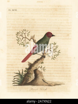 Red-throated parrotfinch, Erythrura psittacea (Parrot Finch, Fringilla psittacea). Dessiné et gravé sur cuivre coloriée par John Latham à partir de sa propre une Histoire générale des oiseaux, Winchester, en 1823. Banque D'Images