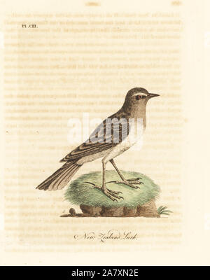 Pipit Anthus novaeseelandiae australasienne, (Nouvelle-Zélande lark, Alauda novae zealandiae). Dessiné et gravé sur cuivre coloriée par John Latham à partir de sa propre une Histoire générale des oiseaux, Winchester, en 1823. Banque D'Images