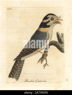 Owlet australienne, engoulevent Aegotheles cristatus ou tawny une grille supérieure, Podargus strigoides ? (Bandes, goatsucker Caprimulgus vittatus.) coloriée dessinée et gravée sur cuivre par John Latham à partir de sa propre une Histoire générale des oiseaux, Winchester, en 1823. Banque D'Images